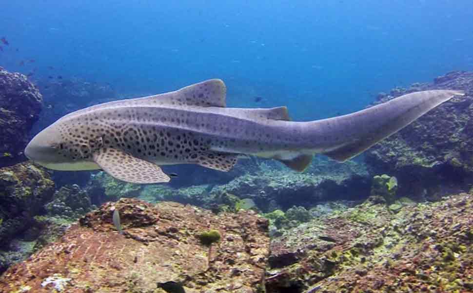 Diving