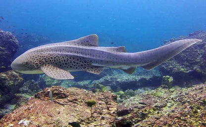 Diving