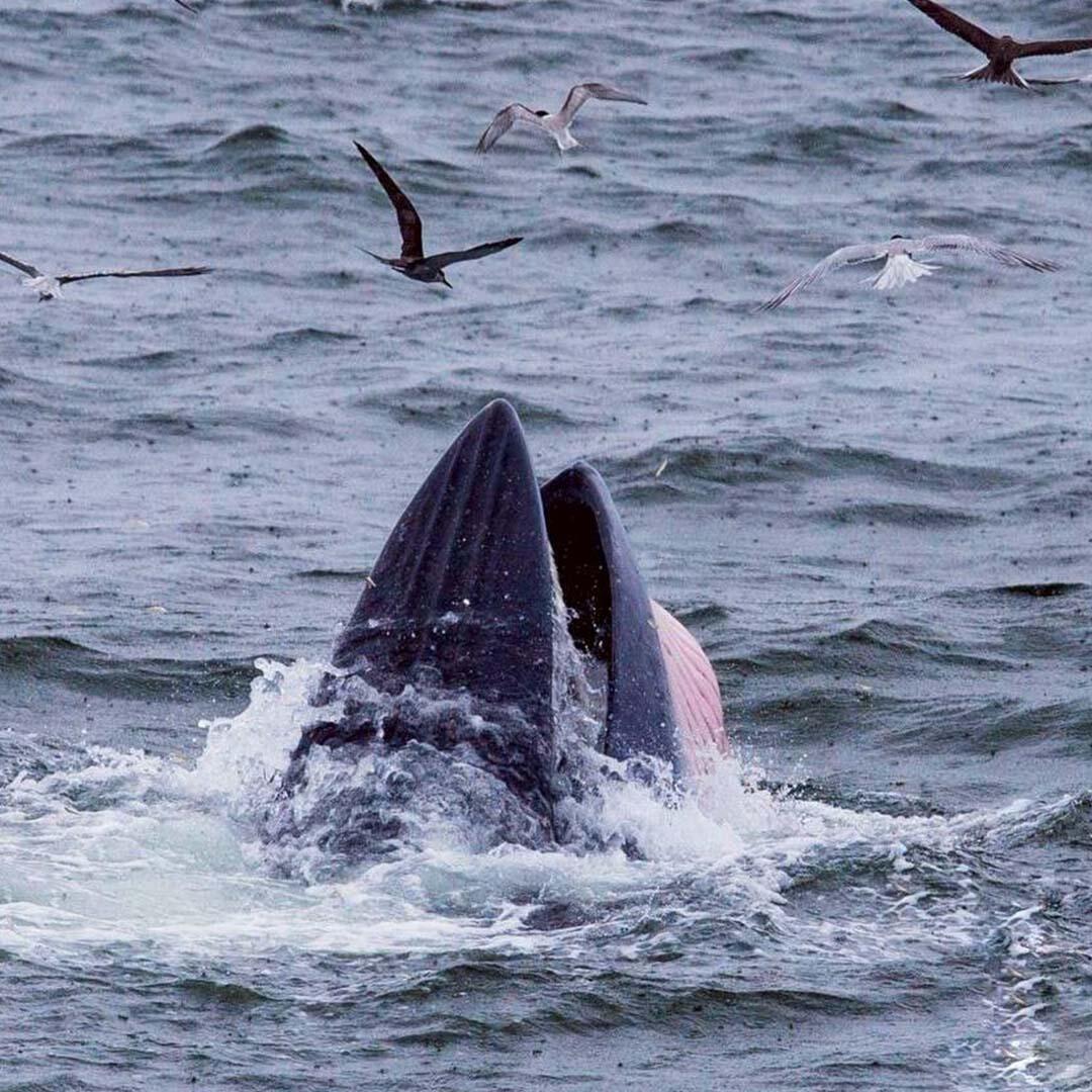 Encounter with Bryde’s Whales