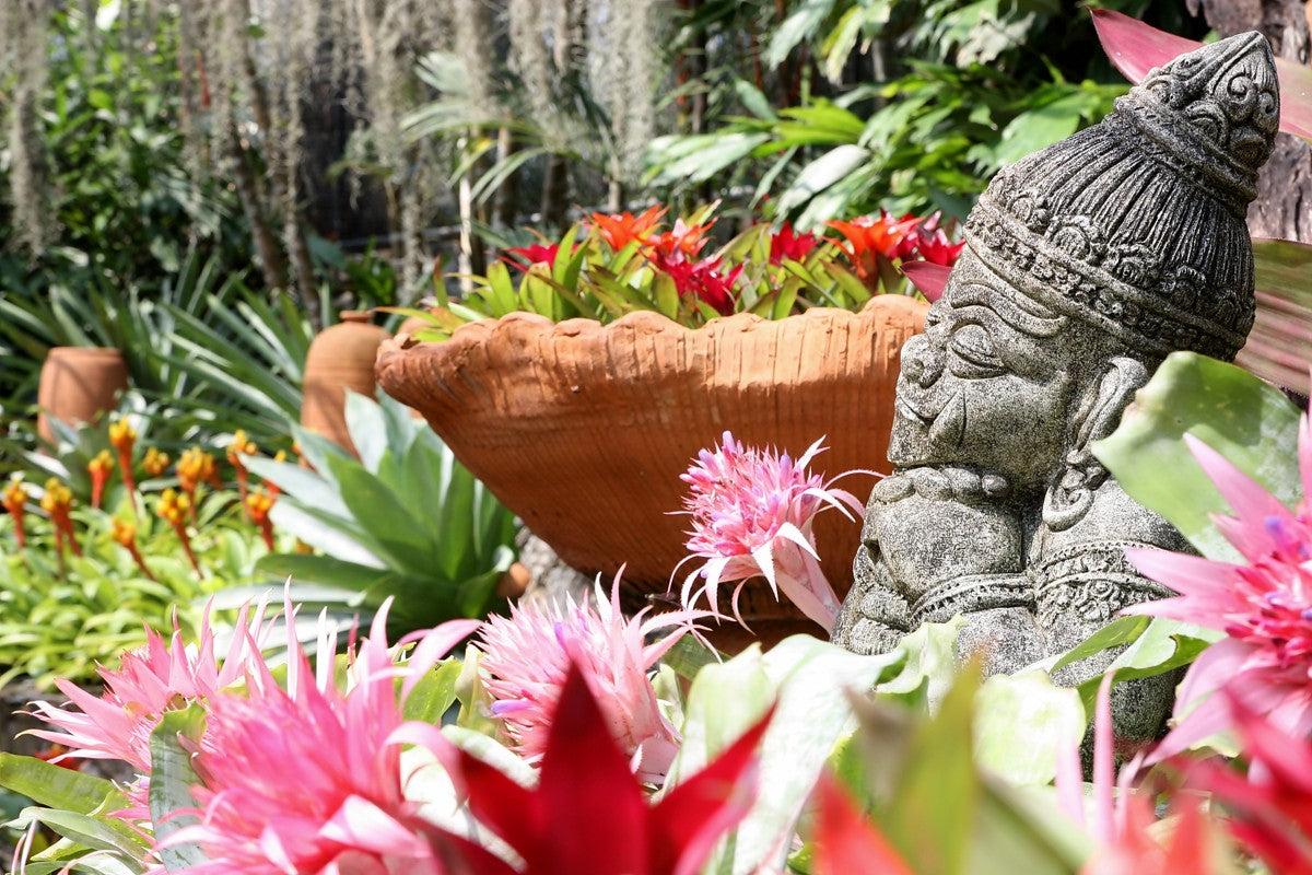 Nong Nooch + Show