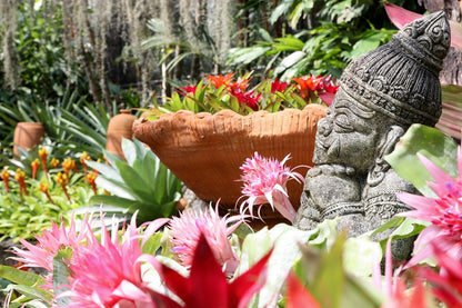 Nong Nooch + Show