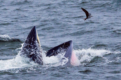 Encounter with Bryde’s Whales