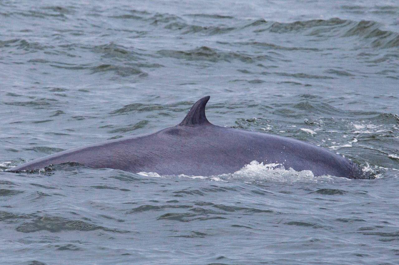 Encounter with Bryde’s Whales