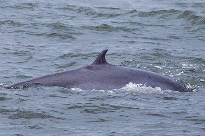 Encounter with Bryde’s Whales