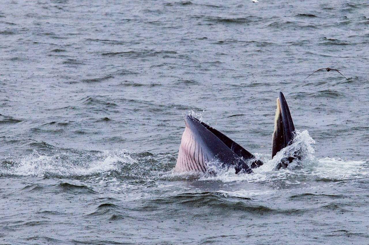 Encounter with Bryde’s Whales