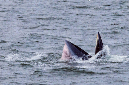 Encounter with Bryde’s Whales