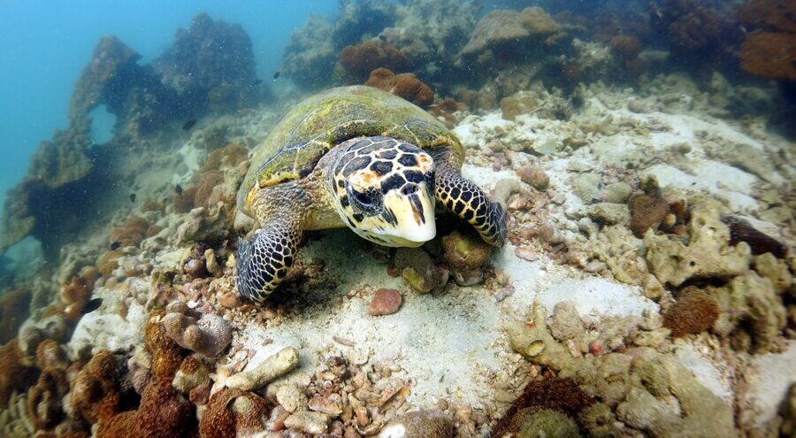 Diving