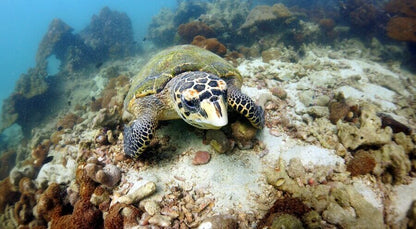 Diving