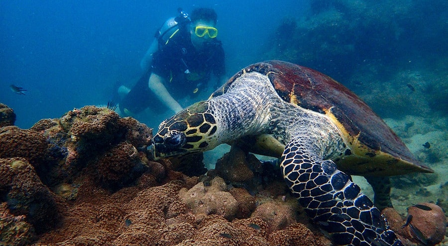Diving