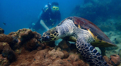 Diving